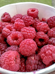 raspberries in bowl