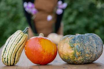 Three different kinds of pumpkins on a wooden country table : delicata squash, Hokkaido pumpkin und...