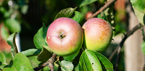 Green and red apples in the garden