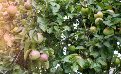 Green and red apples in the garden