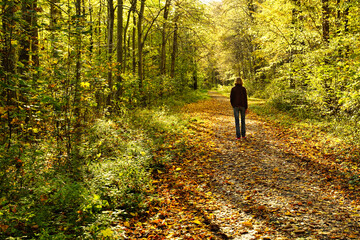 Colorful autumnal forest with the sun shining in. A caucasian woman is walking on a path. The ground is covered with dry leaves. Germany, Baden-Wurttemberg.