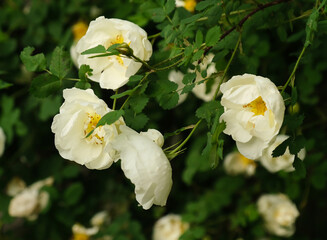 rosehip white flower