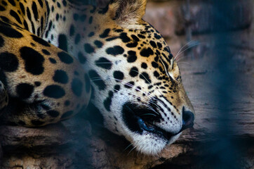 Animales en el Zoologico © Oscar