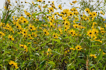 Helianthus tuberosus L. or girasol, Jerusalem Artichoke, Earth Apple flowers