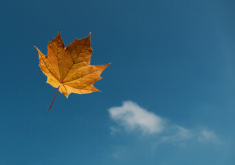 yellow maple leaf
