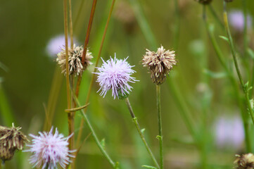 Creeping thistle in bloom closeup view with blurred background