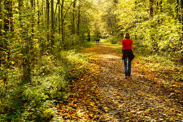 Colorful autumnal forest with the sun shining in. A caucasian woman is walking on a path. The ground is covered with dry leaves. Germany, Baden-Wurttemberg.