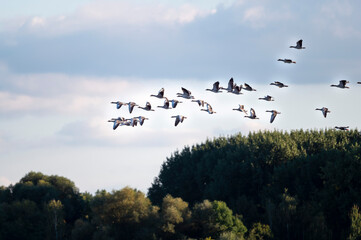 Gänse im Flug