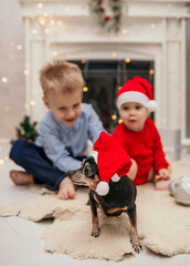 small children in Christmas hats are sitting near the fireplace in the room and playing with a dwarf pinscher dog