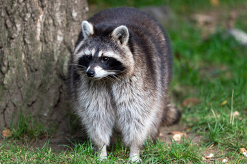 Waschbär im Zoo