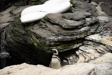 a penguin on a rock