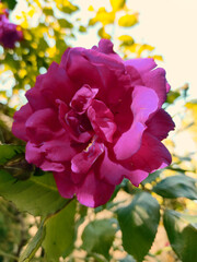 pink rose in garden
