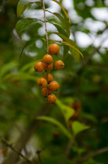 Flora y Fauna en San Ignacio de Moxos - Beni - Bolivia