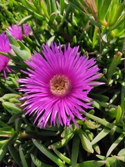 Flower is growing among succulents