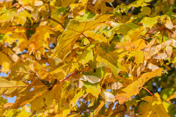 yellow autumn leaves on the tree
