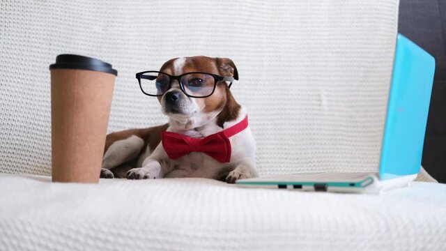 chihuhua dog in glasses and red bowtie using laptop on couch