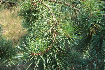 pine branch and needles forest
