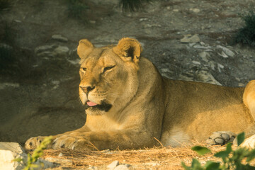 The majestic young lioness lies and concentrates on the world around her.