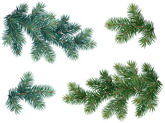 Realistic vector Christmas isolated tree branches. Blue and green fir - 462079086
