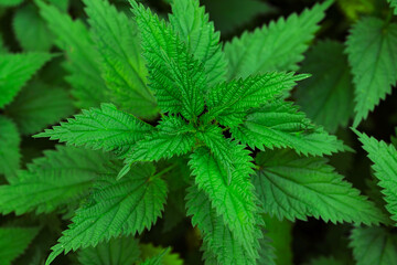 Natural herbal medicine background -  bunch of common nettle (Urtica dioica) in close-up