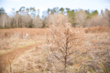 meadow on hiking trail