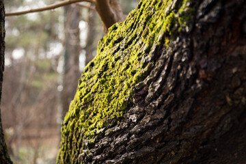 moss on tree