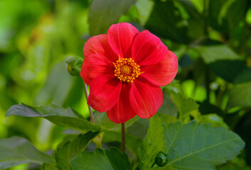 Fototapeta premium Dahlia flower