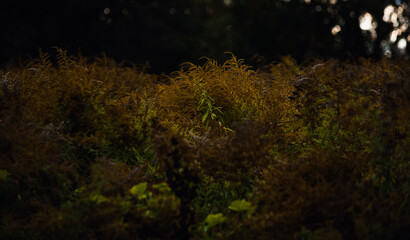 grass at night