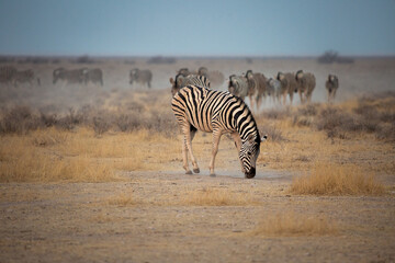 A herd of zebras grazes in the Etosha National Park. Namibia