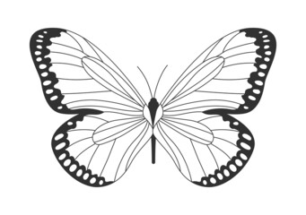 Butterfly with unusual pattern on wings. Type of insect with dark border on wings and white spots. Simple template for logos and covers. Cartoon flat vector illustration isolated on white background