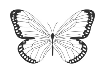 Butterfly with unusual pattern on wings. Type of insect with dark border on wings and white spots. Simple template for logos and covers. Cartoon flat vector illustration isolated on white background