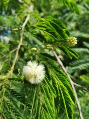 Acacia angustissima or Lysiloma watsonii flower