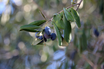 Olive branch with black olives
