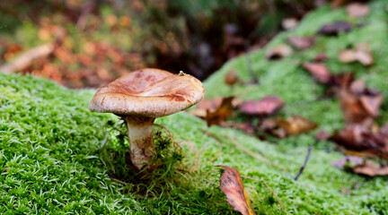 Mushroom in the forest