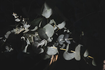 A ray of light falls on a basket of freshly cut branches of Eucalyptus baby blue plant at the greek flowers shop in October.