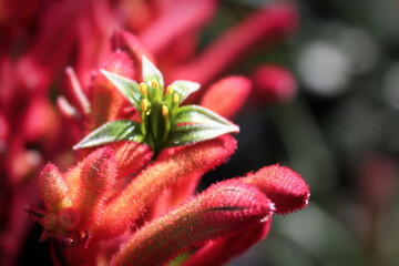 Macro view of the delicate flowers on a Kangaroo Paw Plant
