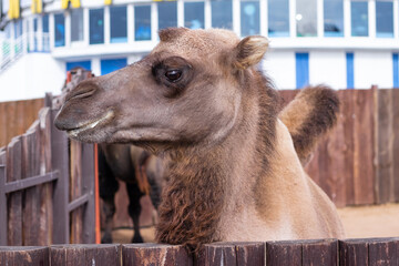 camel in the zoo portrait looks into the camera
