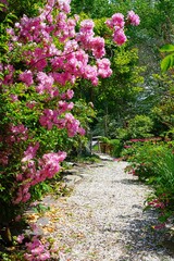 A gravel path in a romantic cottage garden in spring
