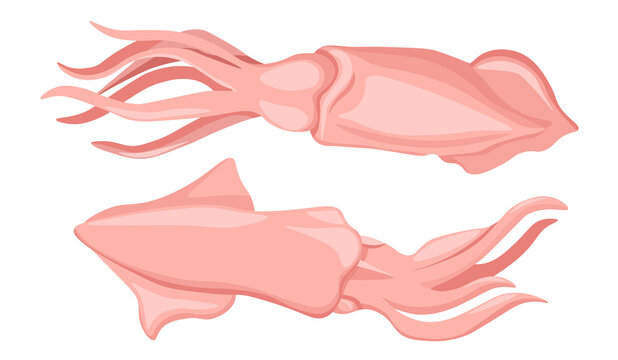Squid Sea Creature. Raw Seafood, Aquatic Underwater Animal. Calamari or Cuttlefish Invertebrate Mollusk, Marine Animal