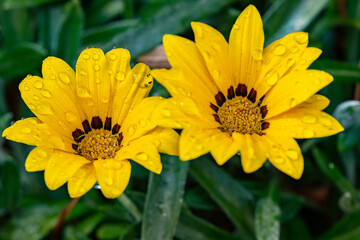 yellow flower in the garden