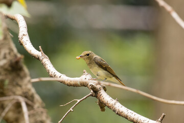虫を食べるキビタキ