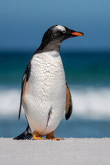 Un manchot papou sur une île des Falkland.
