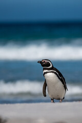 Naklejka premium Un manchot de Magellan sur une plage des îles Falkland.