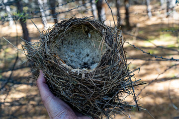 An abandoned bird's nest in a man's hand. Abandoned bird's Nest