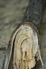 Fototapeta na wymiar złamana gałąź drzewa na leśnej ścieżce