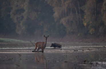 Red deer hind and wild boar on river coast in forest