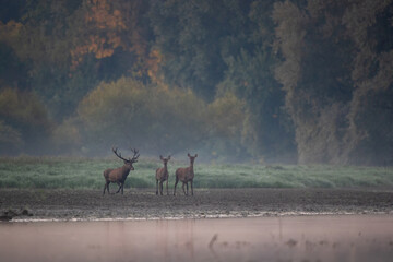 Red deers in water in forest in autumn