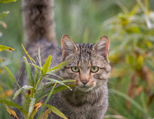 European wildcat walking in grass in forest © Budimir Jevtic