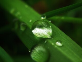 water drops on a leaf