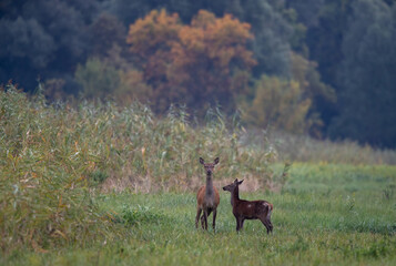 Hind and fawn red deer standing in forest in autumn